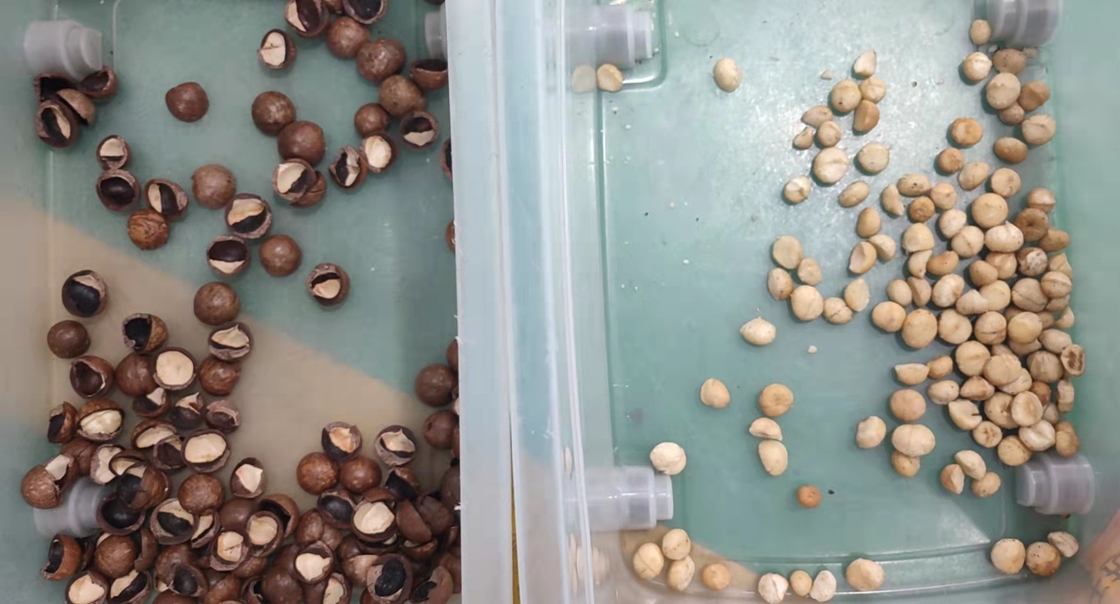 Portatile automatico di Mini Macadamia Nuts Color Sorter con la ruota