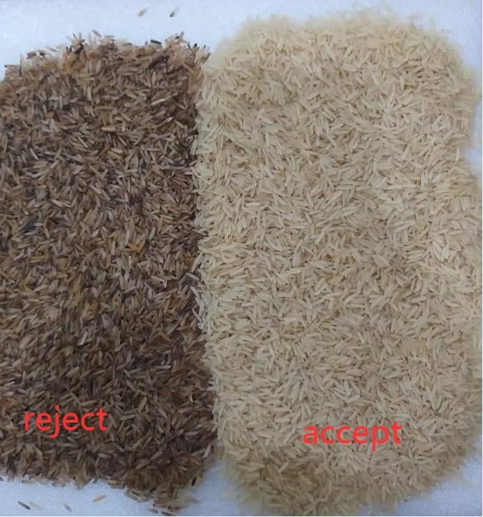 Scivoli del selezionatore 8 di colore di WENYAO Parboiled Japonica Sorghum Rice