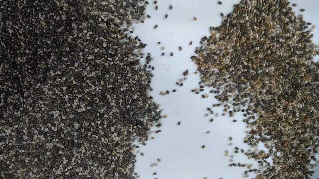 Alta precisione del vaglio di colore di Chia Seeds in porcellana