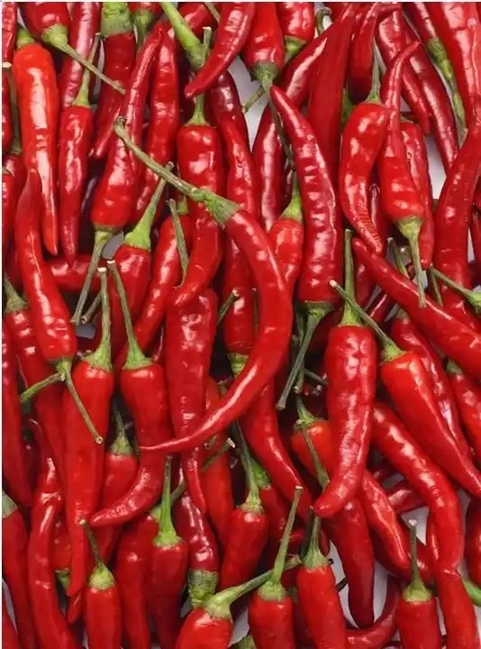 Macchina fotografica di Chili Belt Color Sorter With RGB del peperoncino