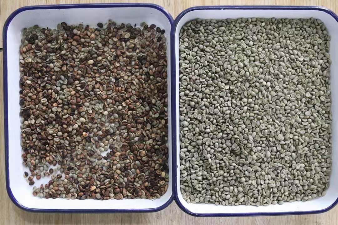 Scivoli ottici di Bean Mung Bean Sorting Machine 1 del rene del CCD di RGB