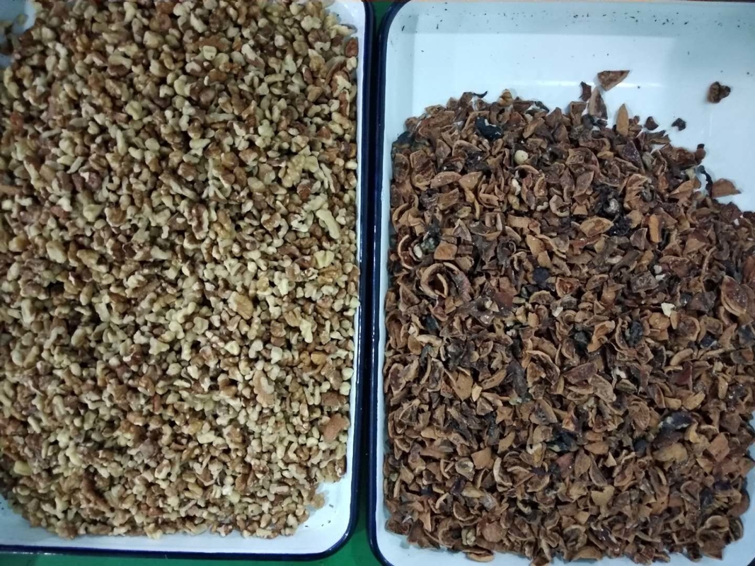 Seme di WENYAO Walnut Shell Removal Machine che scherma la macchina del selezionatore di colore del dado di AI
