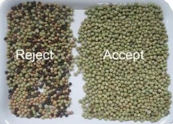 Fagioli Cereali Cereali Grano Mais Semi Tè Noci Selezionatrice Colore Wifi Telecomando