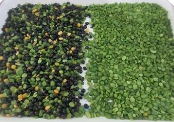 Fagioli Cereali Cereali Grano Mais Semi Tè Noci Selezionatrice Colore Wifi Telecomando