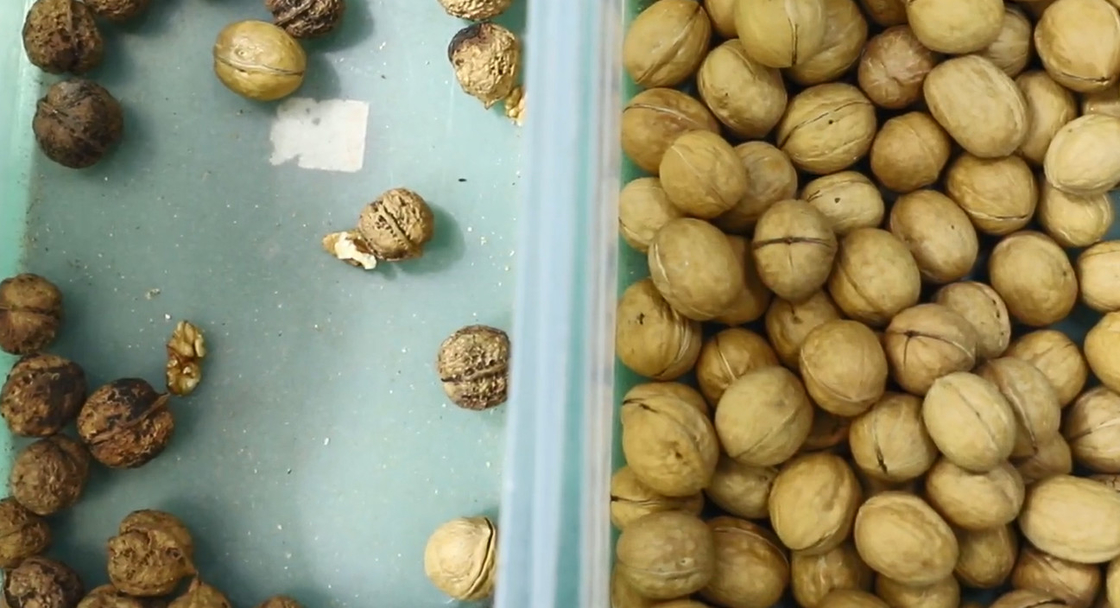 Grande selezionatore intelligente di Macadania della noce del pecan con RGB ad alta velocità Nir Cameras