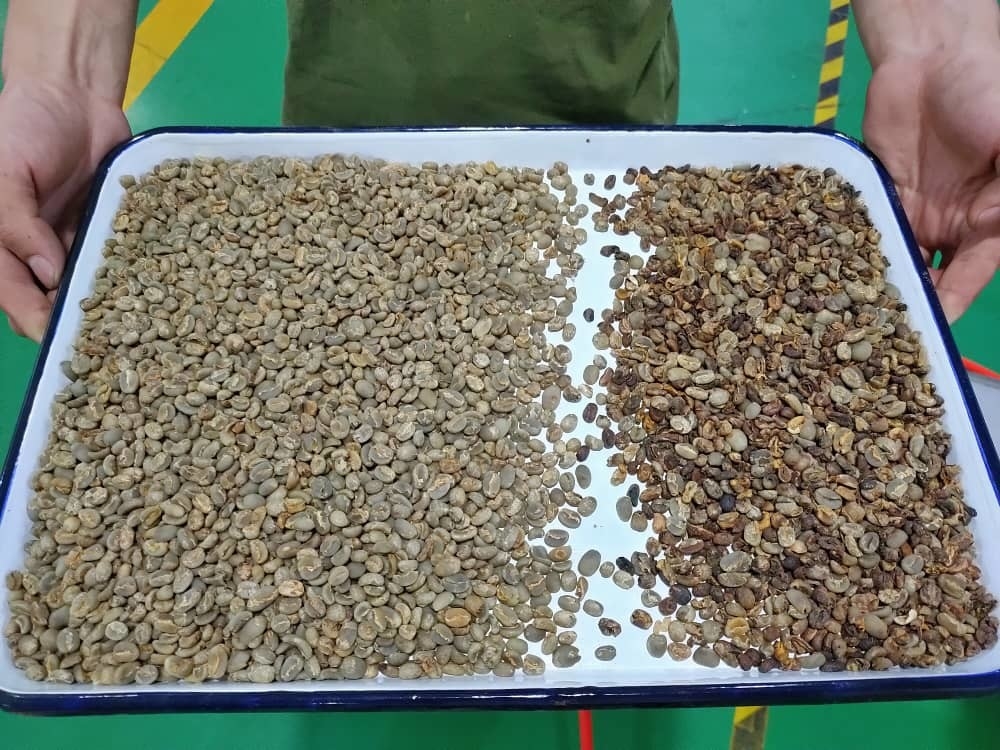 I chicchi di caffè di alta precisione colorano lo scivolo del selezionatore 1 per la pulizia e classificare