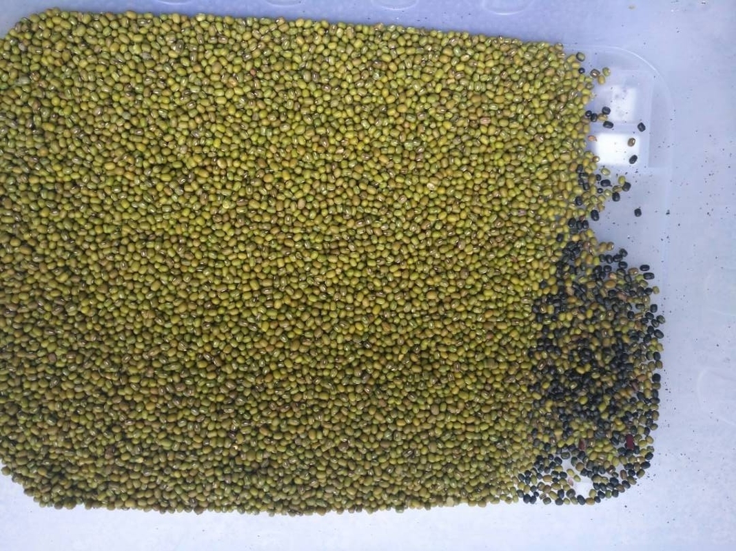 I chicchi di caffè di alta precisione colorano lo scivolo del selezionatore 1 per la pulizia e classificare