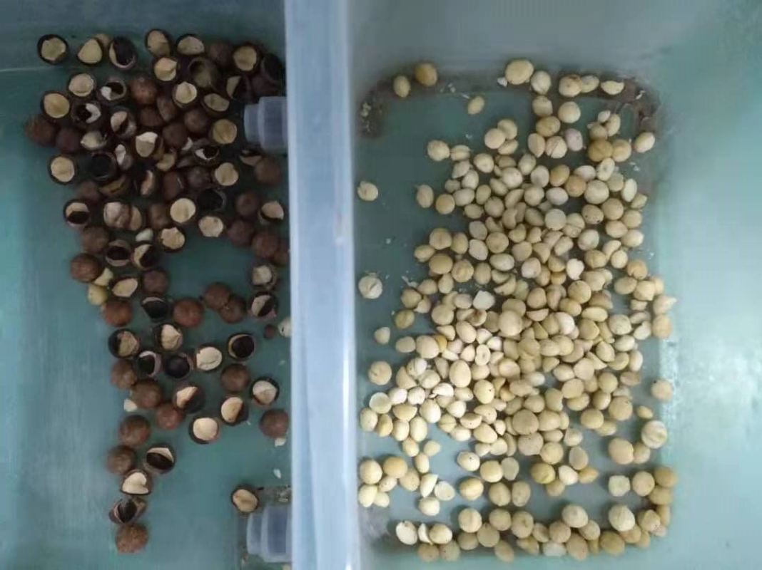 Vaglio di colore intelligente del CCD del selezionatore di colore dell'avena di uso dell'azienda agricola con la certificazione del CE