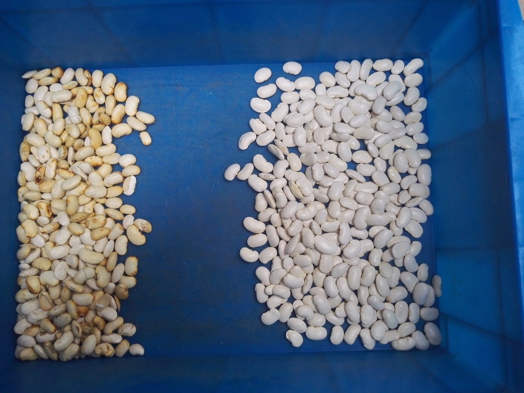 I chiodi di garofano di aglio del selezionatore di colore del sistema del CCD orzo/del grano saraceno colorano il vaglio