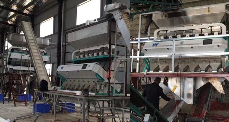 Sensore matto del CCD di Mini Color Sorting Machine With del selezionatore di colore dell'uva passa della mandorla