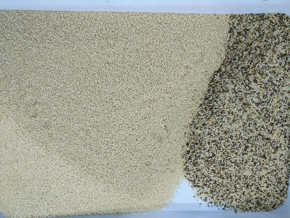 Sortitore di colori di mandorle Semi di nocciola di mais di grano saraceno di riso Sortitore ottico