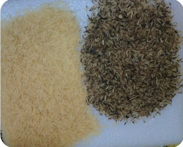 1 - 4 t/h Macchina di selezione dei colori di grano Sortitura più efficiente