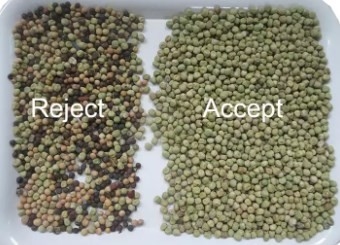 1 - 10 Canali Color Sorting Machine Processing Grain Color Sorting