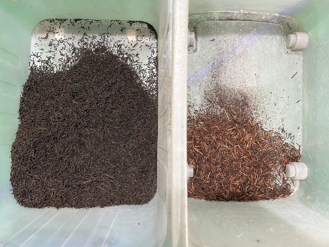 Macchina di selezione del colore del tè ad alta precisione Soluzione di selezione ottica Rimuovi rapidamente i gambi del tè Semi
