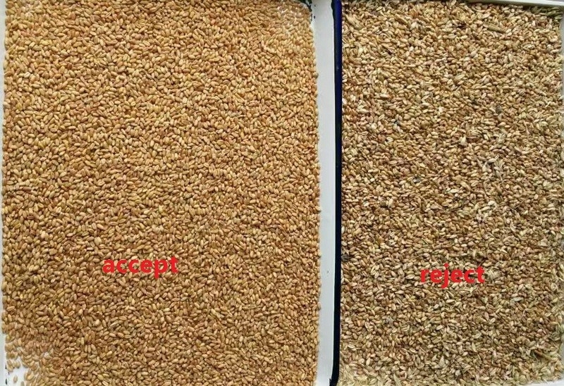 5 scariche Moldy Wheat Color Sorting Machine Rimuovendo il mildew del grano Optical Grain Color Sorting For Wheat Grader Separator