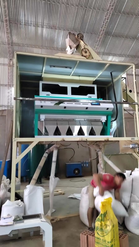 5 scariche Moldy Wheat Color Sorting Machine Rimuovendo il mildew del grano Optical Grain Color Sorting For Wheat Grader Separator