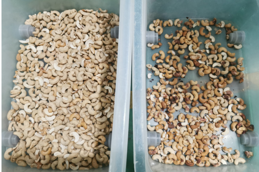 Macchina per la selezione dei colori dei semi di girasole per la selezione dei colori di pistacchi, noccioline di cashew