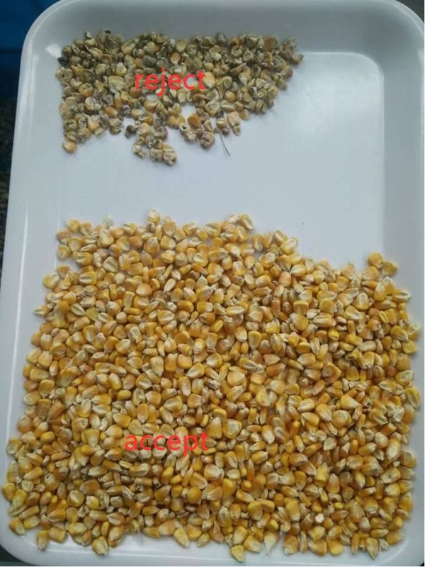 Wenyao Grande capacità di produzione Macchina di selezione del grano Sortitore di colore dei cereali