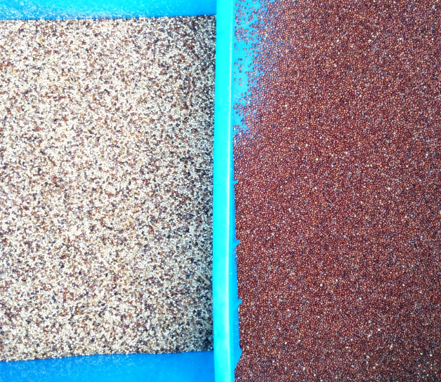 Macchina per la selezione del colore dei semi di quinoa Granello lungo Riso bollito Color sorter Selettore ottico dei semi di colore