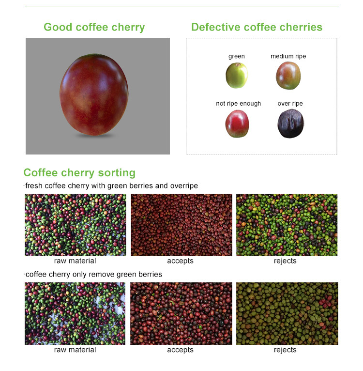 Mini Belt Cranberry Blueberry Color Sorting High Coffee Cherry Color Sorting Machine