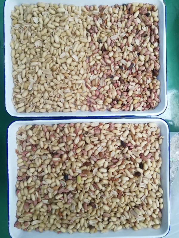Macchina per la selezione di colori di grano professionale a 192 canali per la selezione di arachidi / mais / Rey