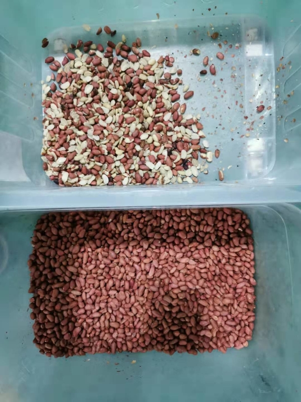 CCD Camera Rice Color Sorting Intelligent Sorting Machine per l'agricoltura