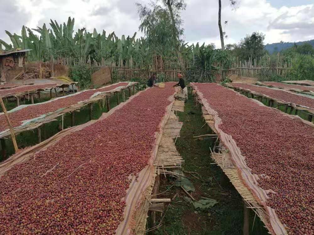 Wenyao Intelligent Coffee Cherry Color Sorting Multifunction Color Sorting Machine per frutta fresca e congelata
