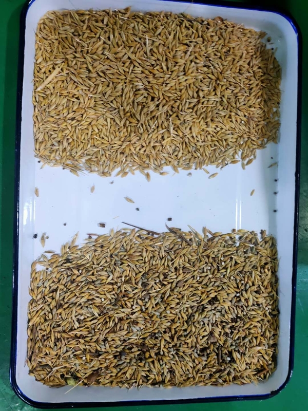 Sortitore di colori alimentari per l'agricoltura Per l'orzo Cereali Fagioli Magneto Sortire