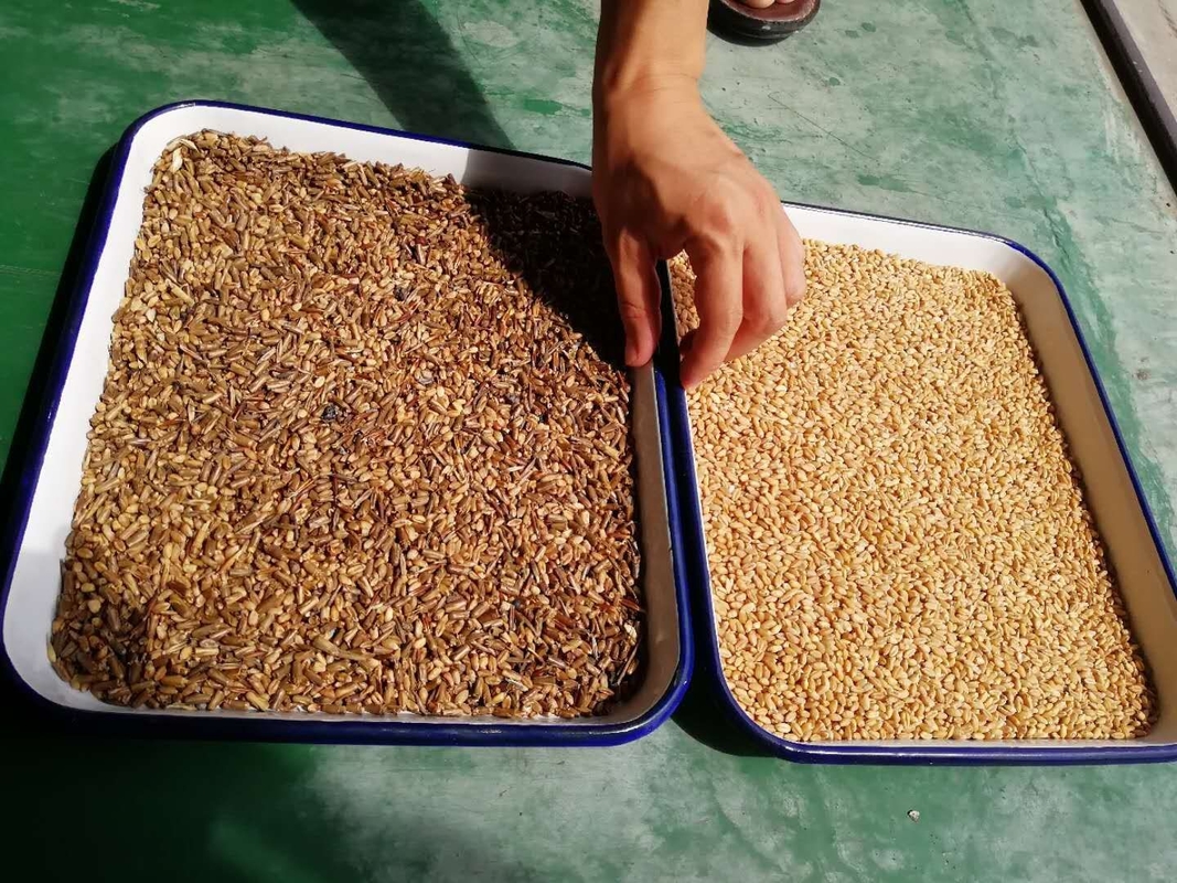Wenyao Intelligent High Precision Color Sorting Machine Rice / Grain Color Sorting Machine per prodotti agricoli