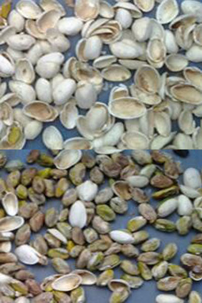 Macchina automatica per la classificazione dei chicchi di caffè e delle arachidi