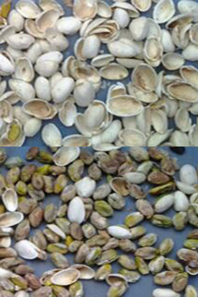 Wenyao Macadamia Color Sorting Nuts Color Selector Machine Cashew Nuts Sorting Machine