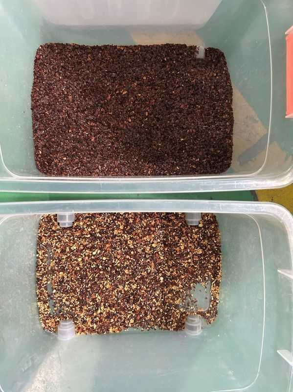 Macchina automatica per la classificazione dei chicchi di caffè e delle arachidi