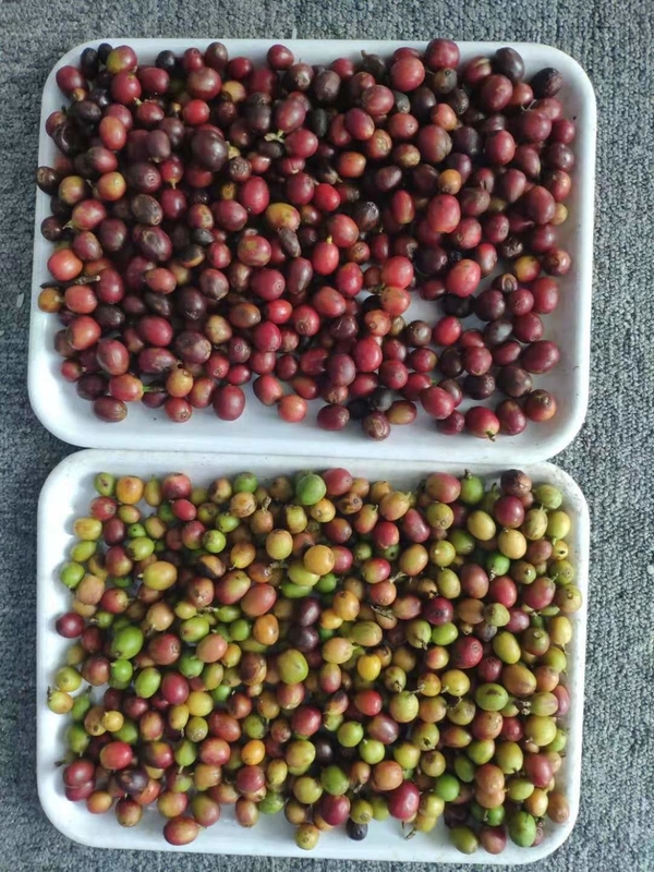 Sortitore di colori ottico a mini cintura per il caffè