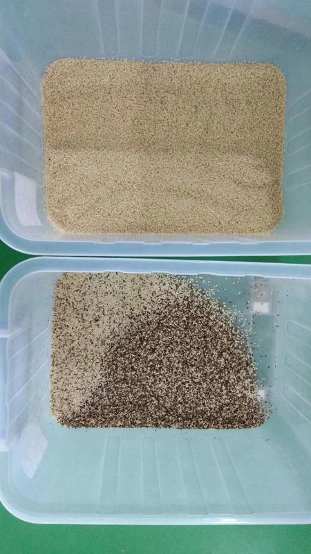 Wenyao 500-1500 kg/h Fagioli di caffè Riso Garin Color Sorting Ottico Cereali Color Sorting Machine
