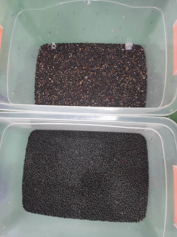 Wenyao Black Bean Color Sorting Machine Automatic Beans Color Sorting con telecomando