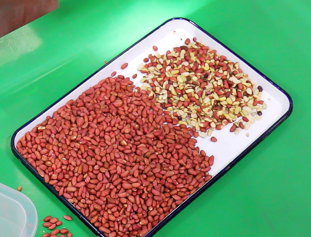Wenyao Peanut Color Sorting Machine Sortatore automatico di colori di noci con telecomando