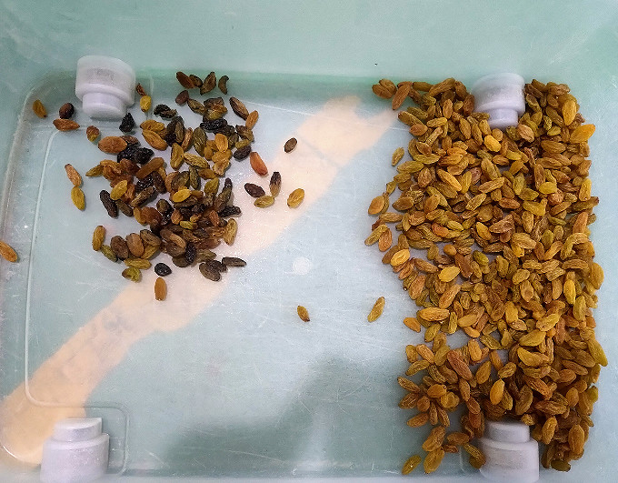 Wenyao Raisin Color Selezionatrice Automatica Intelligente Telecamera CCD Nuts Selezionatore di colori