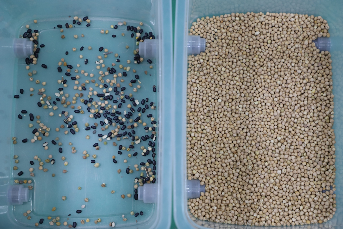 Wenyao 7 Chute Produttore cinese Color Sorting Machine Chickpea Color Sorter