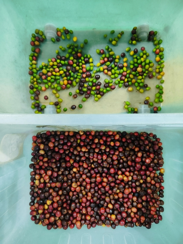 Wenyao Factory Coffee Cherry Color Sorting Machine Sortatore automatico di colori