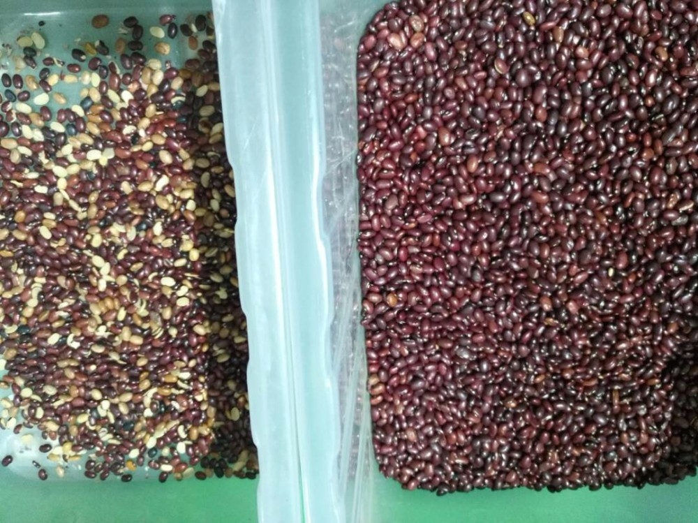 Wenyao Professional Red Kidney Bean Color Sorting Optical Color Sorting Machine per i grani di fagioli