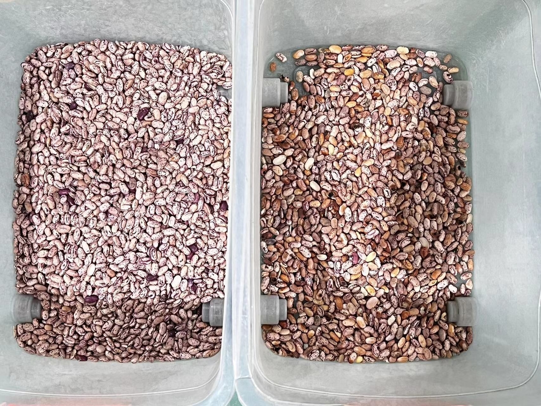 Wenyao Professional Red Kidney Bean Color Sorting Optical Color Sorting Machine per i grani di fagioli