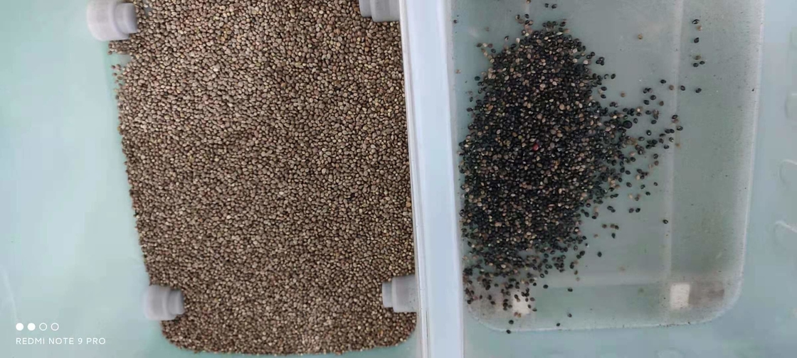 Macchina per ordinare i colori dei semi di caffè, ciliegio, soia, CCD e semi di semi di soia