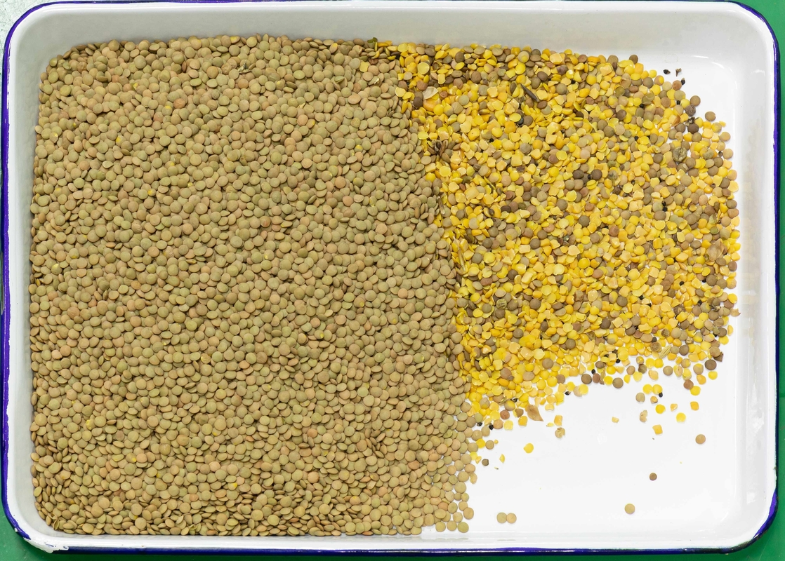 Wenyao Multifunzione Lenticchia Color Sorting Intelligente Color Sorting Machine per Fagioli Riso