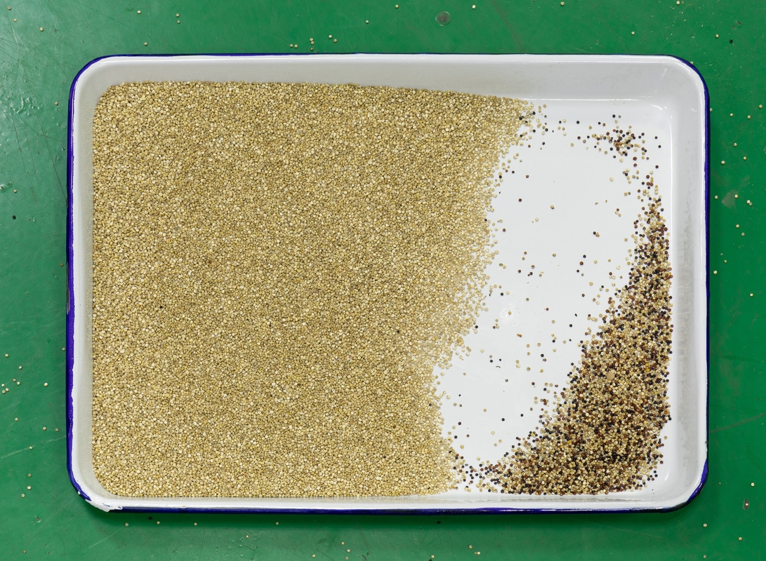Macchina per la selezione dei colori di quinoa Sortitore di colori intelligente con telecomando 2 anni di garanzia
