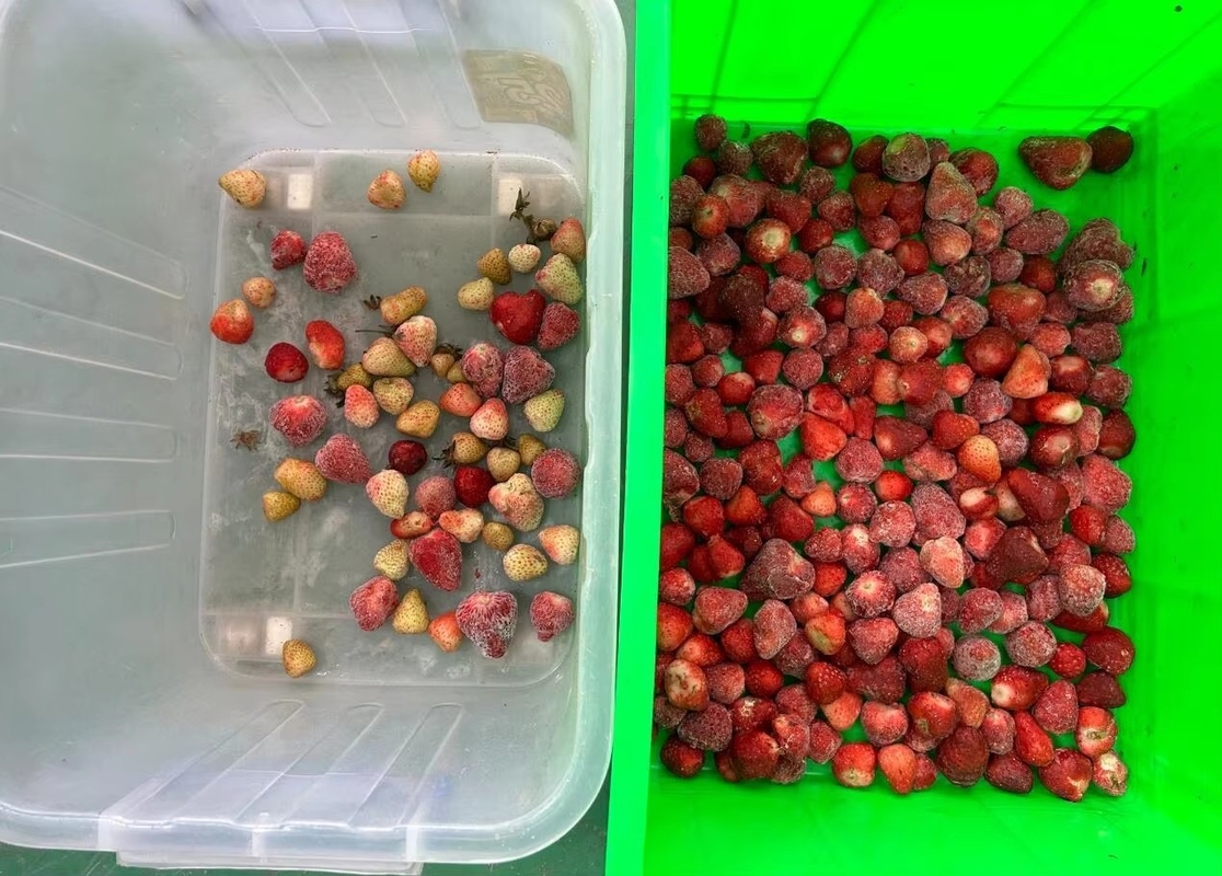 Wenyao Strawberry Color Sorting Intelligent Belt Color Sorting Machine per frutta surgelata Caffè ciliegio mirtillo fragola