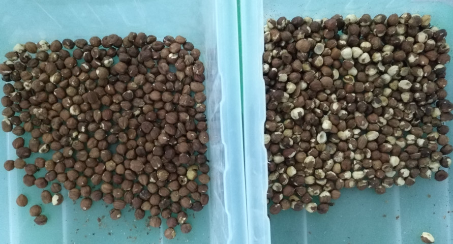 Macchina per la selezione dei colori di fichi di tacchino, noccioline e riso CCD Macchina per la selezione dei colori ottici di arachidi e chicchi di caffè