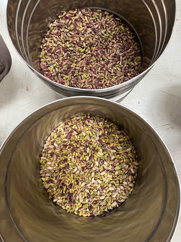 Professional 2 Chute AI Learning Hazelnut Pistachio Nut Color Sorting Machine