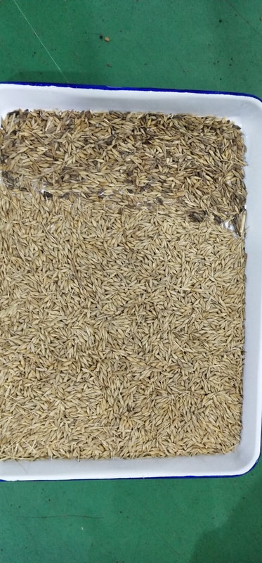 Intelligente fotocamera CCD ottica Macchina di selezione del colore del grano di orzo