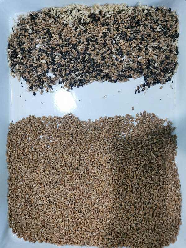 Wenyao 5 Chute Multifunzione Sorgo Mais Mais Grano Orzo Riso Color Sorting Machine