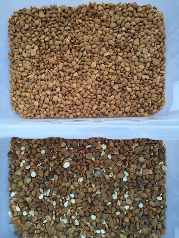 Wenyao Alta velocità di selezione Buon prezzo Intelligente Cashew Nuts Almond Color Sorting Machine